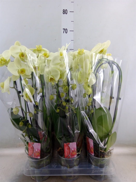 <h4>Phalaenopsis  'Elegant Cascade'</h4>