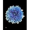 Chr T Altaj Blue Lagoon