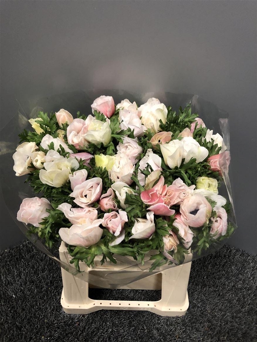 <h4>Anem Sup Light Pink</h4>