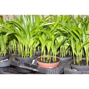ARECA BAMBU P11