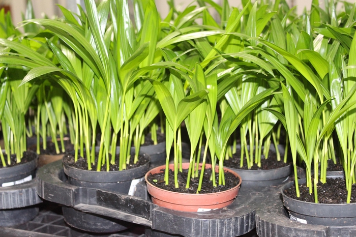 <h4>ARECA BAMBU P11</h4>