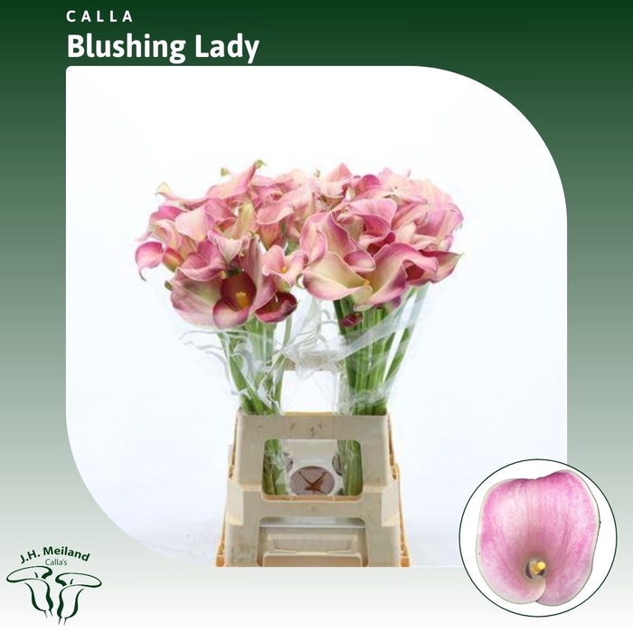 <h4>Calla Blushing Lady</h4>