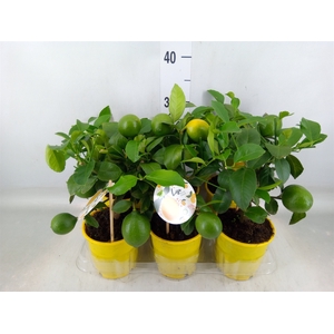 Citrus meyeri 'Meyer'
