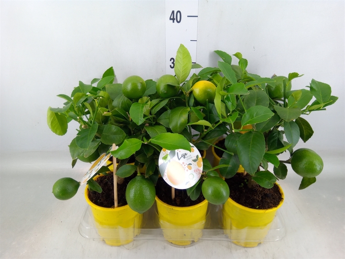<h4>Citrus meyeri 'Meyer'</h4>