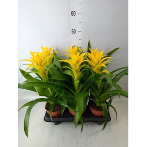 Guzmania  'Desire'