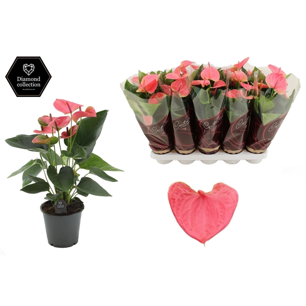 <h4>Anthurium 12 cm Sweet Dream in Couture Diamond Line Purple sleeve</h4>