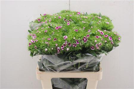 <h4>Di Barb Procida</h4>