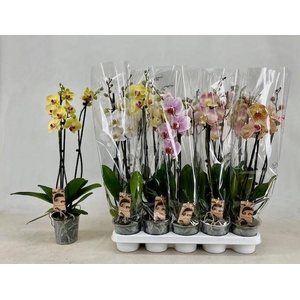 PHAL GEM