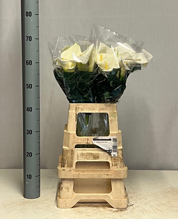 <h4>ZANT AE CHILDSIANA</h4>