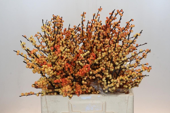 <h4>Ilex Cresgold</h4>