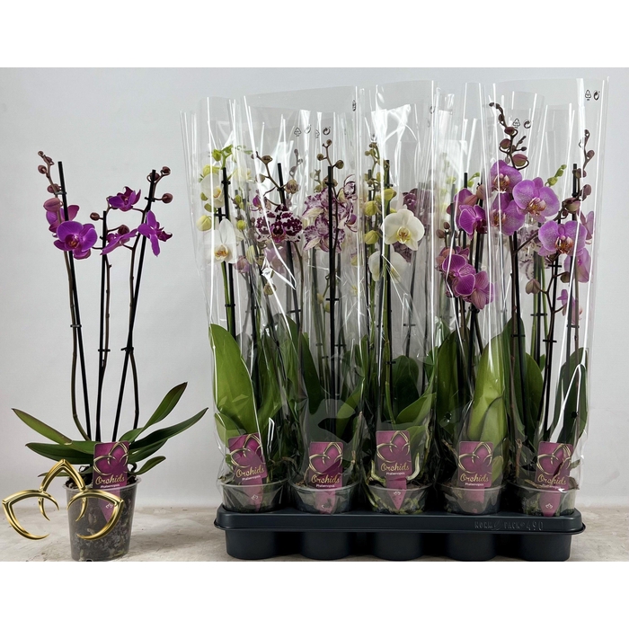 <h4>PHAL GEM</h4>