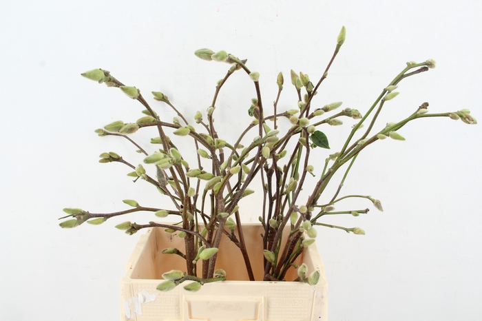 <h4>MAGNOLIA SUPERBA 070CM</h4>