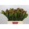 Leucadendron Laurel Yellow