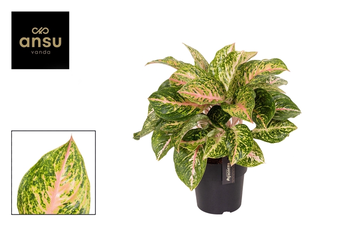 <h4>Aglaonema Forest Pink</h4>