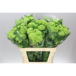 Viburnum Roseum
