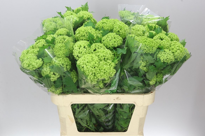 <h4>Viburnum Roseum</h4>