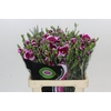 Dianthus Sp Solomio Dixie