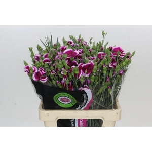 Dianthus Sp Solomio Dixie