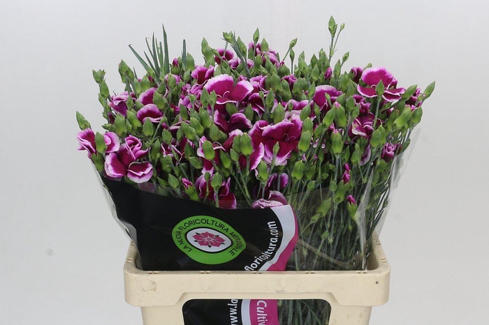 <h4>Dianthus Sp Solomio Dixie</h4>