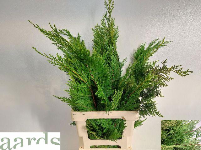 <h4>KERSTGROEN OV BS</h4>