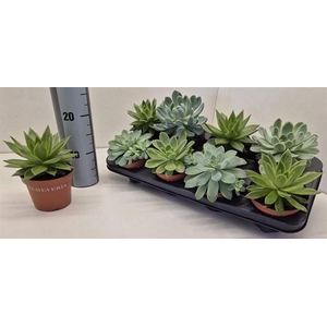 Echeveria   ...mix