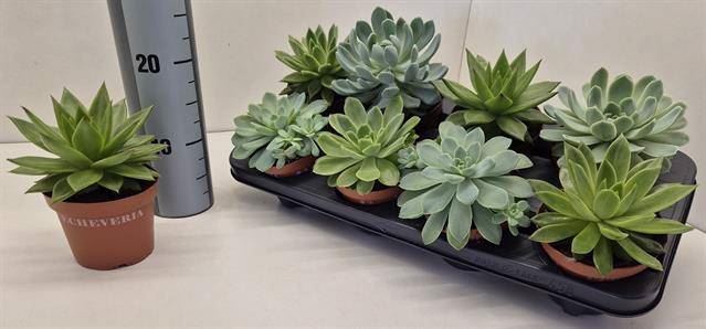 <h4>Echeveria   ...mix</h4>