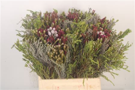 <h4>Erica Bqt Mix Tint</h4>