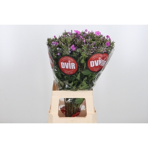 Phlox P Mika