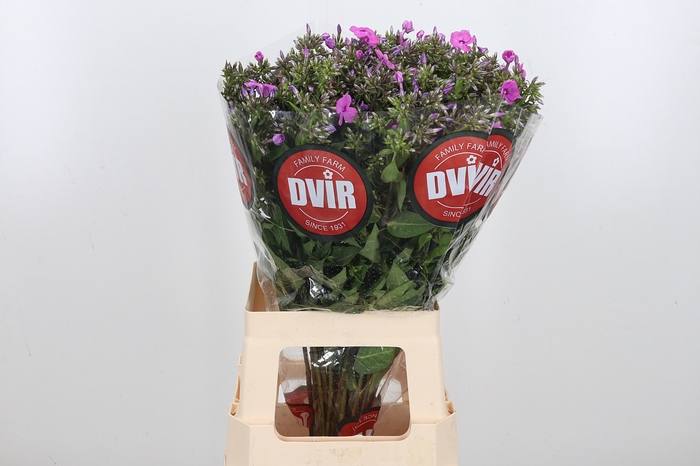 <h4>Phlox P Mika</h4>