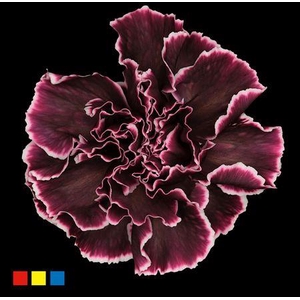 Dianthus St Gothic