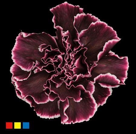Dianthus St Gothic