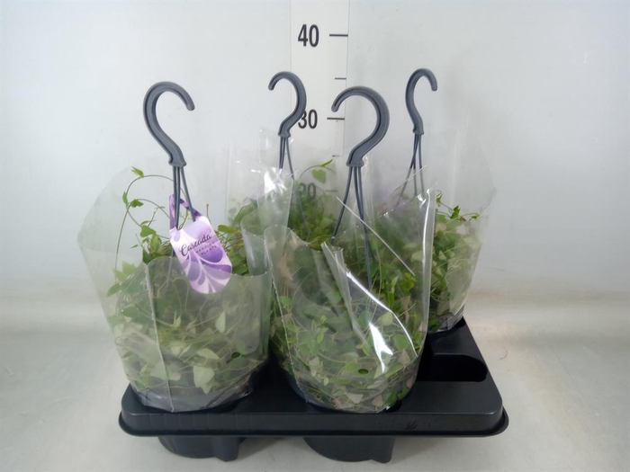 <h4>Ceropegia linearis 'Remy'</h4>