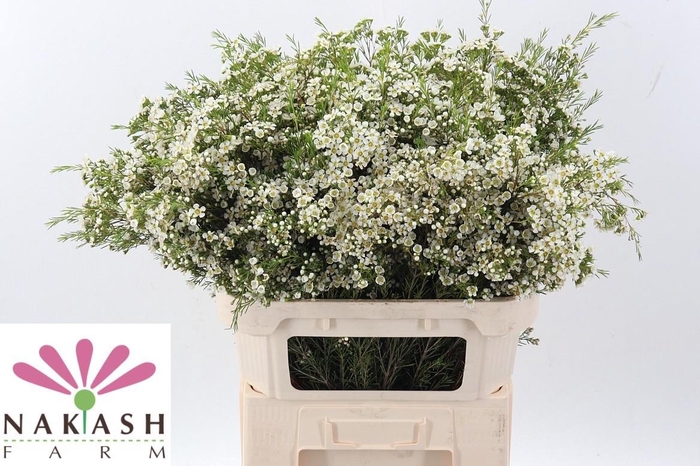 <h4>Cham Un Arbel</h4>