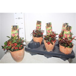 Gaulth Pr Big Berry In Terracotta Bloempot