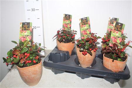 <h4>Gaulth Pr Big Berry In Terracotta Bloempot</h4>