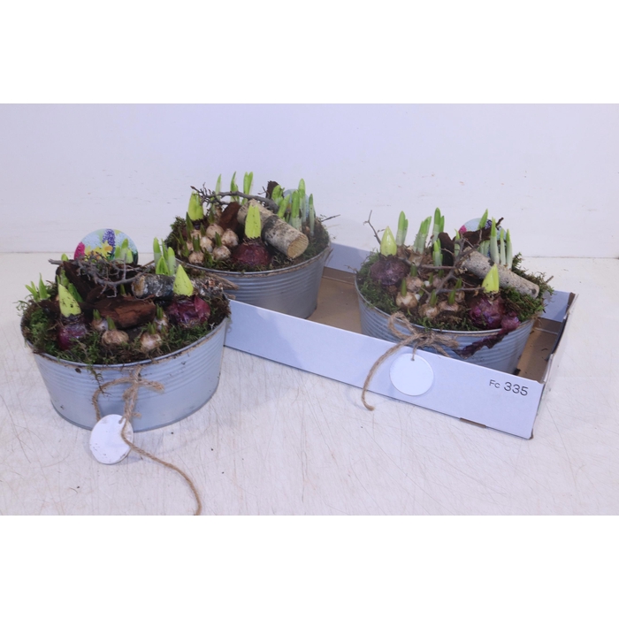 <h4>ARR BOL KNOLGEWAS</h4>