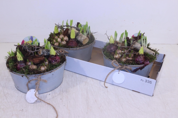 <h4>ARR BOL KNOLGEWAS</h4>