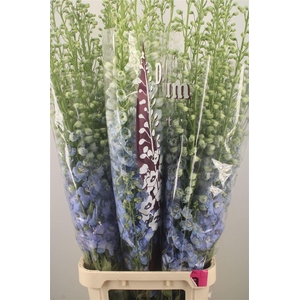 DELPH EL DEWI BOY PALE BLUE