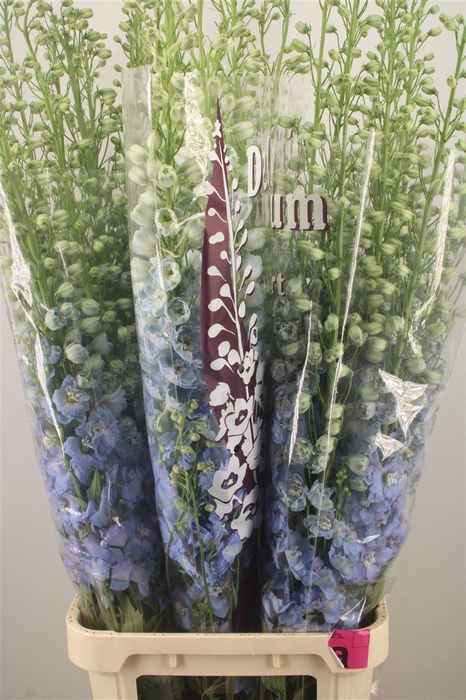 <h4>DELPH EL DEWI BOY PALE BLUE</h4>