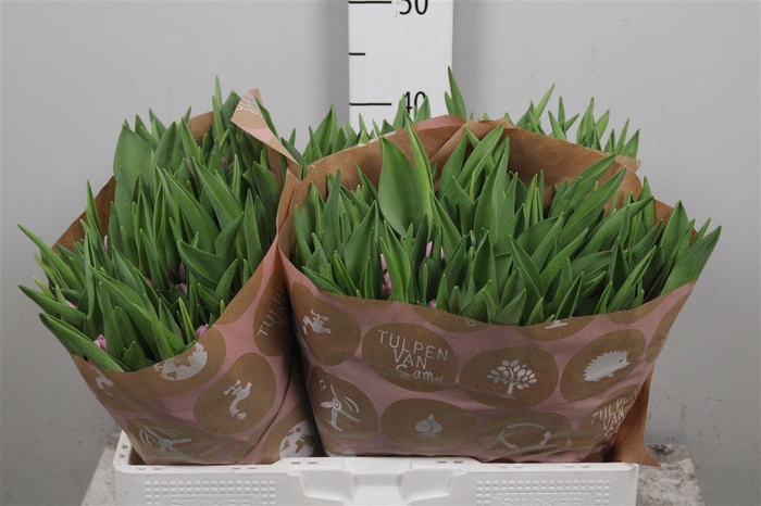 <h4>Tu En Argos</h4>