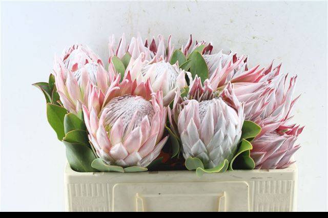 <h4>PROTEA CYNAROIDES</h4>