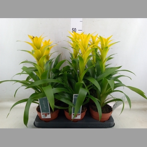 Guzmania  'Desire'