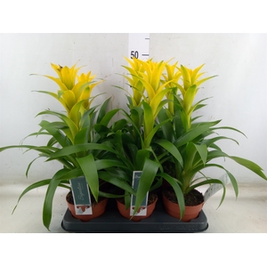 Guzmania  'Desire'