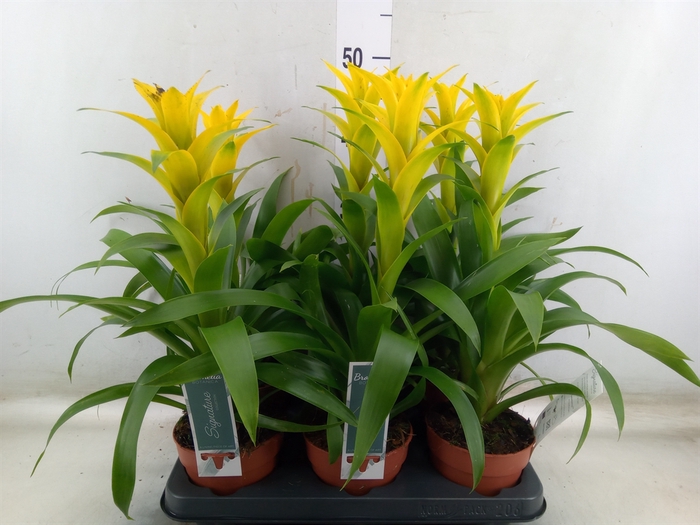 <h4>Guzmania  'Desire'</h4>