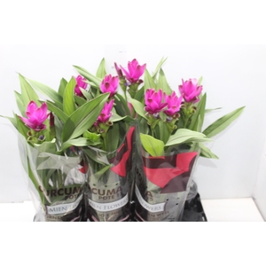 CURCUMA P15