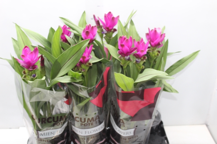 <h4>CURCUMA P15</h4>