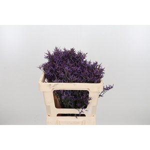 Lim Safora Dark Blue