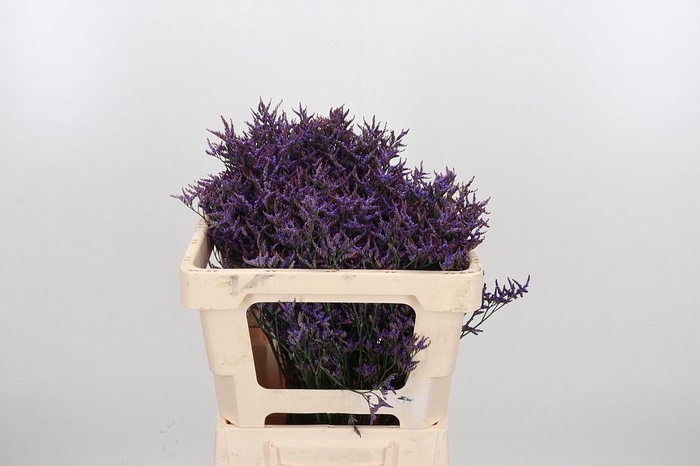 <h4>Lim Safora Dark Blue</h4>