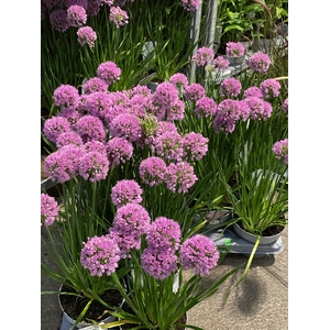Allium millenium x 6