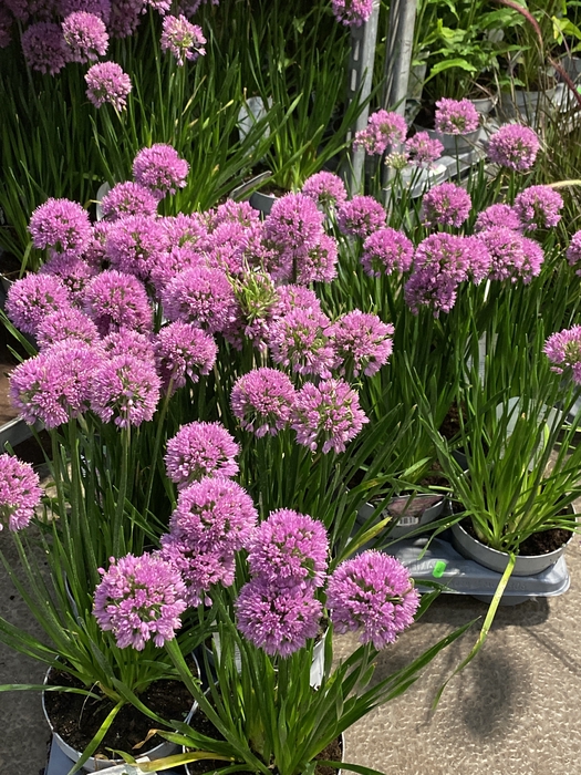 <h4>Allium millenium x 6</h4>